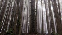 Endor yang jadi rumah dari Ewok, aslinya adalah Redwood National and State Parks di California, AS (Visit California/Carol Highsmith)