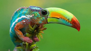 Toucameleon, perpaduan bunglon dengan burung tukan. (Foto: Boredpanda)