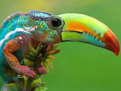 Potret Lucu Kawin Silang Hewan Hasil Photoshop