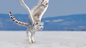 The Snowy Owlpard, perpaduan burung hantu putih dengan macan putih. (Foto: Boredpanda)