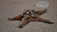 Foto: Karena kondisi laut yang masih alami, kita bisa berjumpa dengan bintang laut di sepanjang Pantai Nemberala. Lucu kan?(Krismawan Satya Aji Laksana/dTraveler)