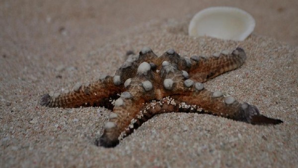 Foto: Karena kondisi laut yang masih alami, kita bisa berjumpa dengan bintang laut di sepanjang Pantai Nemberala. Lucu kan?(Krismawan Satya Aji Laksana/dTraveler) Foto: Karena kondisi laut yang masih alami, kita bisa berjumpa dengan bintang laut di sepanjang Pantai Nemberala. Lucu kan?(Krismawan Satya Aji Laksana/dTraveler)
