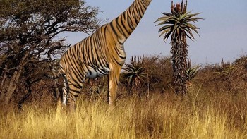 Tigraffe, perpaduan harimau dengan jerapah. (Foto: Boredpanda)