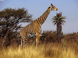 Potret Lucu Kawin Silang Hewan Hasil Photoshop