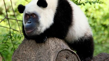 Orangupanda, perpaduan orangutan dengan panda. (Foto: Boredpanda)