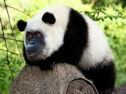 Potret Lucu Kawin Silang Hewan Hasil Photoshop