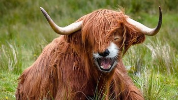 Highland Red Pandow, perpaduan fox merah dengan banteng. (Foto: Boredpanda)