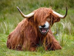 Potret Lucu Kawin Silang Hewan Hasil Photoshop