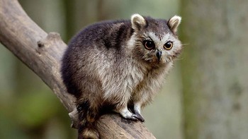 Racowl, perpaduan rakun dengan burung hantu. (Foto: Boredpanda)