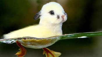 Dubbit, perpaduan bebek dengan kelinci. (Foto: Boredpanda)