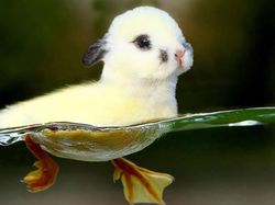 Potret Lucu Kawin Silang Hewan Hasil Photoshop