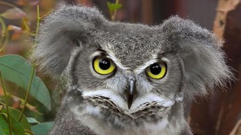 Koaowl, perpaduan koala dengan burung hantu. (Foto: Boredpanda)
