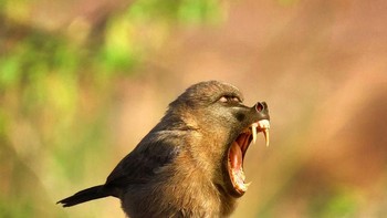 Birboon, perpaduan burung dengan baboon. (Foto: Boredpanda)