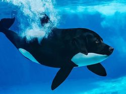 Potret Lucu Kawin Silang Hewan Hasil Photoshop