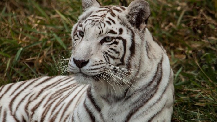 harimau