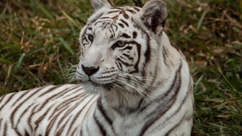 Lucu! Harimau Ikutan Bersih-bersih Kaca di Kebun Binatang