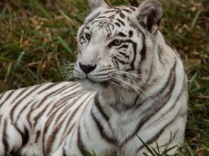 Warga Gayo Lues Diterkam Harimau saat Berkebun