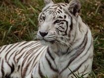 Warga Gayo Lues Diterkam Harimau saat Berkebun