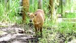 Kenalkan! Ini Anara, Bayi Anoa yang Baru Lahir di Manado