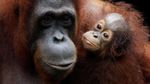 Lucunya Tingkah Polah Bayi Orang Utan di Kebun Binatang Singapura