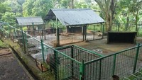 Anoa Breeding Center (ABC) ialah sebuah fasilitas pelestarian Anoa yang dikelola oleh BP2LHK Manado, hasil kerjasama dengan Balai Konservasi Sumber Daya Alam (BKSDA) Sulawesi Utara, dan mitra. ABC diresmikan oleh Menteri Siti pada tanggal 5 Februari 2015, yang didukung tim perawat dan tim medis  (Foto: Dok. Kementerian LHK)