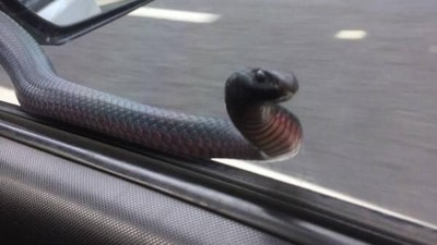 Bikin Kaget! Ini Ular Berbisa Mematikan yang Bergelung di Spion