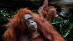 Lucunya Tingkah Polah Bayi Orang Utan di Kebun Binatang Singapura