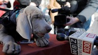 Saat debut, Riley menjadi bintang. Dia difoto-foto, berpose dengan staf museum, bahkan diwawancara oleh reporter yang hadir. Meskipun Riley akhirnya diam saja dan malah mengunyah makanan anjing yang diberikan kepadanya (Foto: REUTERS/Brian Snyder)