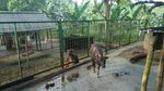 Kenalkan! Ini Anara, Bayi Anoa yang Baru Lahir di Manado