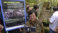Nama Anara diberikan oleh Menteri LHK Siti Nurbaya Bakar dan Jan Darmadi dari Dewan Pertimbangan Presiden (Wantimpres). Menteri Siti sempat ngevlog saat memantau Anara (Foto: ANTARA FOTO/Adwit B Pramono)