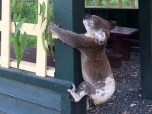 Keji! Koala Ditemukan Mati dan Dipaku ke Tiang