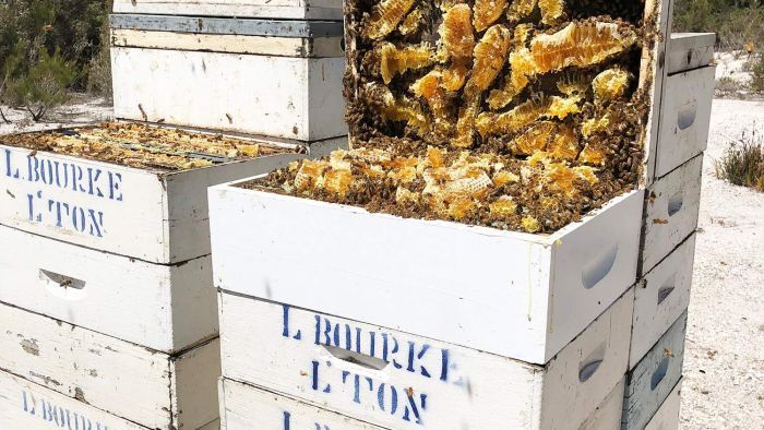 Australia Mengaku Miliki Bukti Madu Manuka Bukan dari Selandia Baru