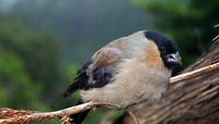 Pulau ini juga jadi habitat burung. Beberapa burung hanya ditemukan di kepulauan di sekitarnya (Visit Azores)