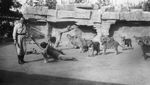 Foto Hitam Putih, Pelatihan Singa Tahun 1920-an
