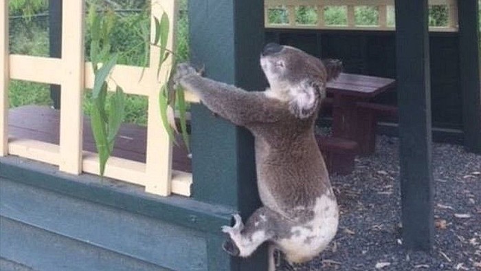 Koala Ditemukan Mati Dipaku ke Tiang, Masyarakat Australia Marah