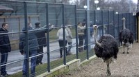 Pengunjung juga bisa menikmati kebun binatang pribadi yang berisi burung unta dan rusa. Tak jarang dari mereka mendokumentasikan satwa tersebut. Foto: Reuters