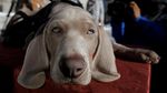 Guk! Saat Riley Si Anjing Pengendus Diwawancara
