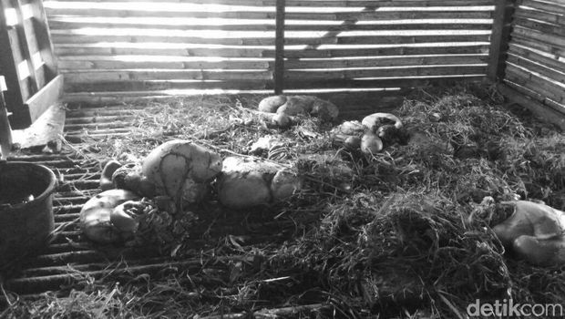 6 Ekor Kambing Dijagal Pencuri di Depok, Jeroan Disisakan di Kandang
