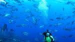 Foto: Mungkin Kamu Belum Tahu, Ini Danau di Tengah Laut