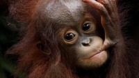 Ini penampakan bayi orang utan di kebun binatang di Singapura, Kamis (11/1/2018). REUTERS/Edgar Su.