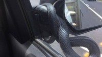 Seorang sopir pengantar barang di South Coast, New South Wales (NSW) terkejut setelah seekor ular hitam berperut merah atau Red-bellied black snake yang merupakan ular berbisa paling mematikan di Australia merayap di jendela mobilnya saat dia sedang mengemudi (Foto: Facebook Nolans Auto Parts & Industrial Supplies)