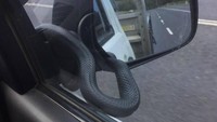 Ular itu muncul saat seorang pengantar barang bernama Ted Ogier sedang mengendara untuk mengirimkan barang di Nolans Auto Parts. Dia sedang mengemudi di dekat Eden, sebuah kota pesisir di kawasan South Coast, NSW. (Foto: Facebook Nolans Auto Parts & Industrial Supplies)