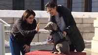 Tos! Riley sudah siap mulai bekerja untuk mengendus-endus (Foto: Twitter MFA Boston)