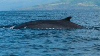 Di lautannya juga hidup aneka ikan dan paus. Alam di Pulau Islet Vila Franca do Campo masih terjaga dengan baik, sebab sejak tahun 1983 sudah dijadikan sebagai cagar alam oleh pemerintah Portugal (Visit Azores)