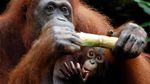 Lucunya Tingkah Polah Bayi Orang Utan di Kebun Binatang Singapura