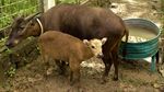 Kenalkan! Ini Anara, Bayi Anoa yang Baru Lahir di Manado