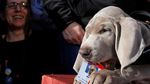 Guk! Saat Riley Si Anjing Pengendus Diwawancara