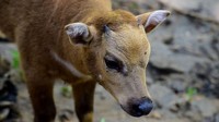  Anoa merupakan hewan langka endemik Sulawesi yang termasuk dalam kategori terancam punah. Kelahiran Anara adalah anak Anoa kedua yang lahir secara alami tanpa bantuan medis (Foto: Dok. Kementerian LHK)