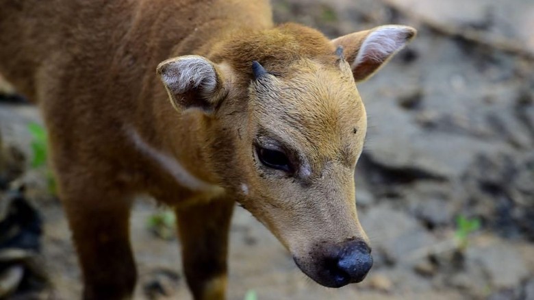 Anoa Di Sulut Semakin Punah Tinggal 300 An Ekor
