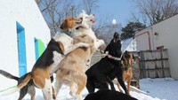 Tempat penitipan ini bernama Happy Tail Resort (Happy Tails/Facebook)